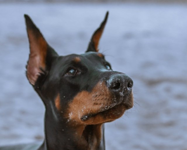 las-5-razas-de-perros-ms-peligrosas