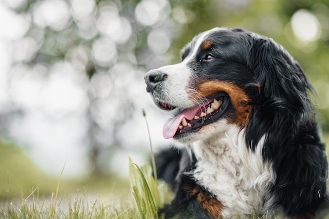 las-5-razas-de-perros-que-viven-menos