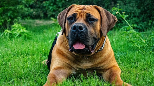 las-5-razas-de-perros-que-viven-menos